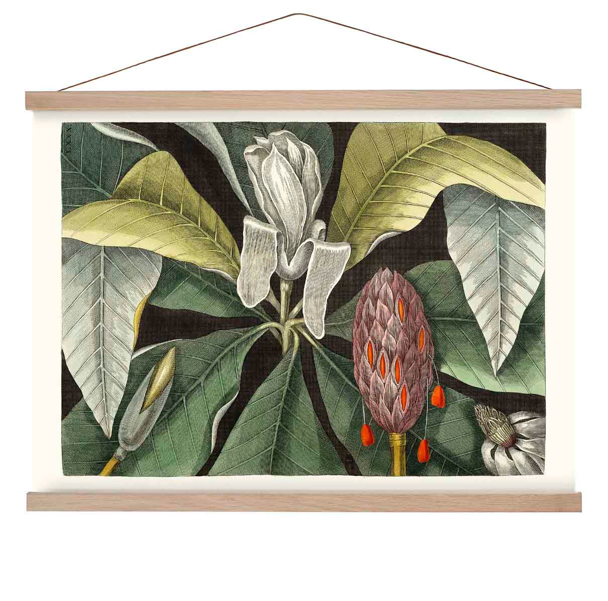 Botanischer Druck Regenschirmbaum Magnolie