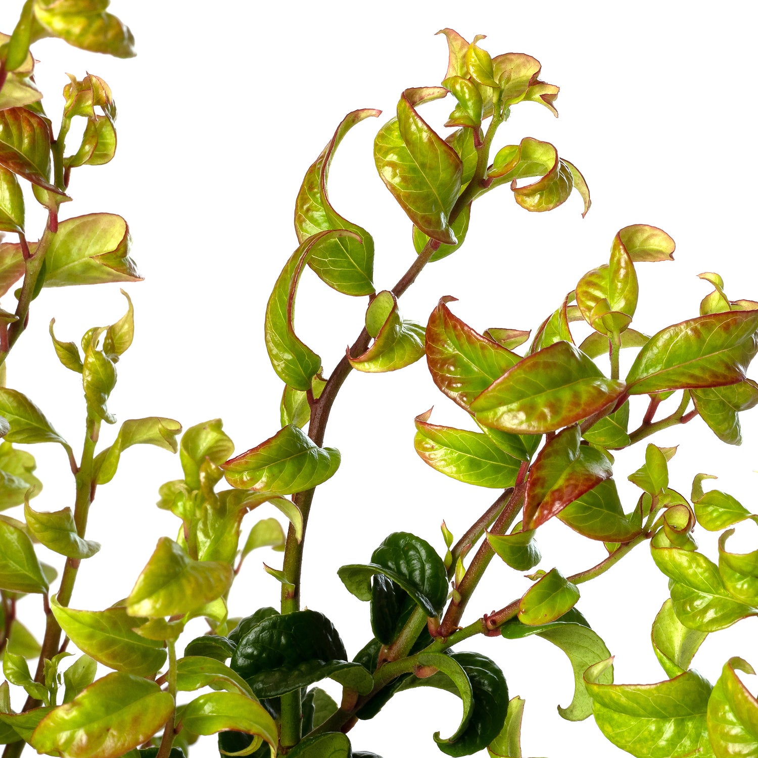 Druifheide (Leucothoe axillaris 'Twisting Red') D 17 H 35 cm