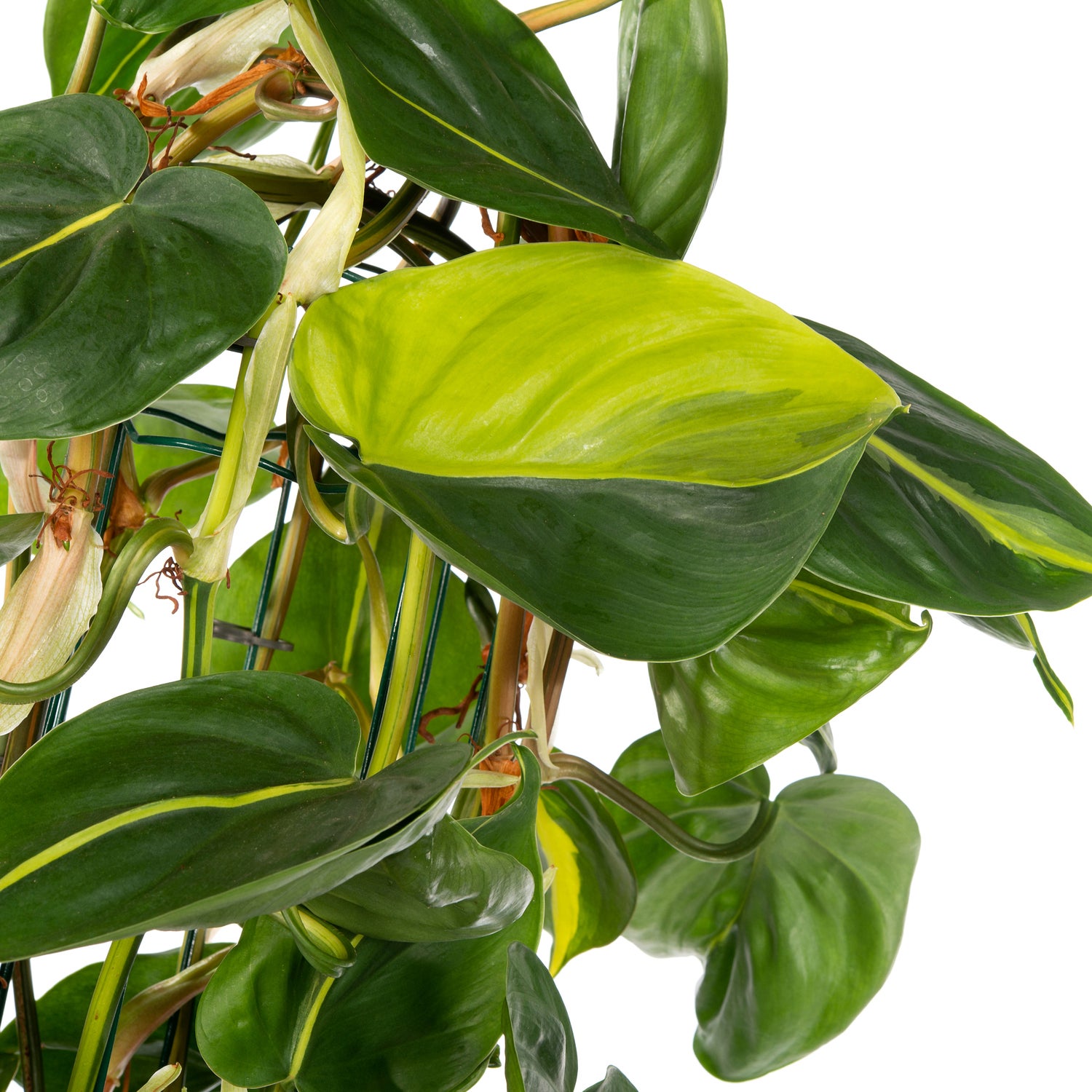 Philodendron (Philodendron scandens 'Brasil') D 27 H 150 cm