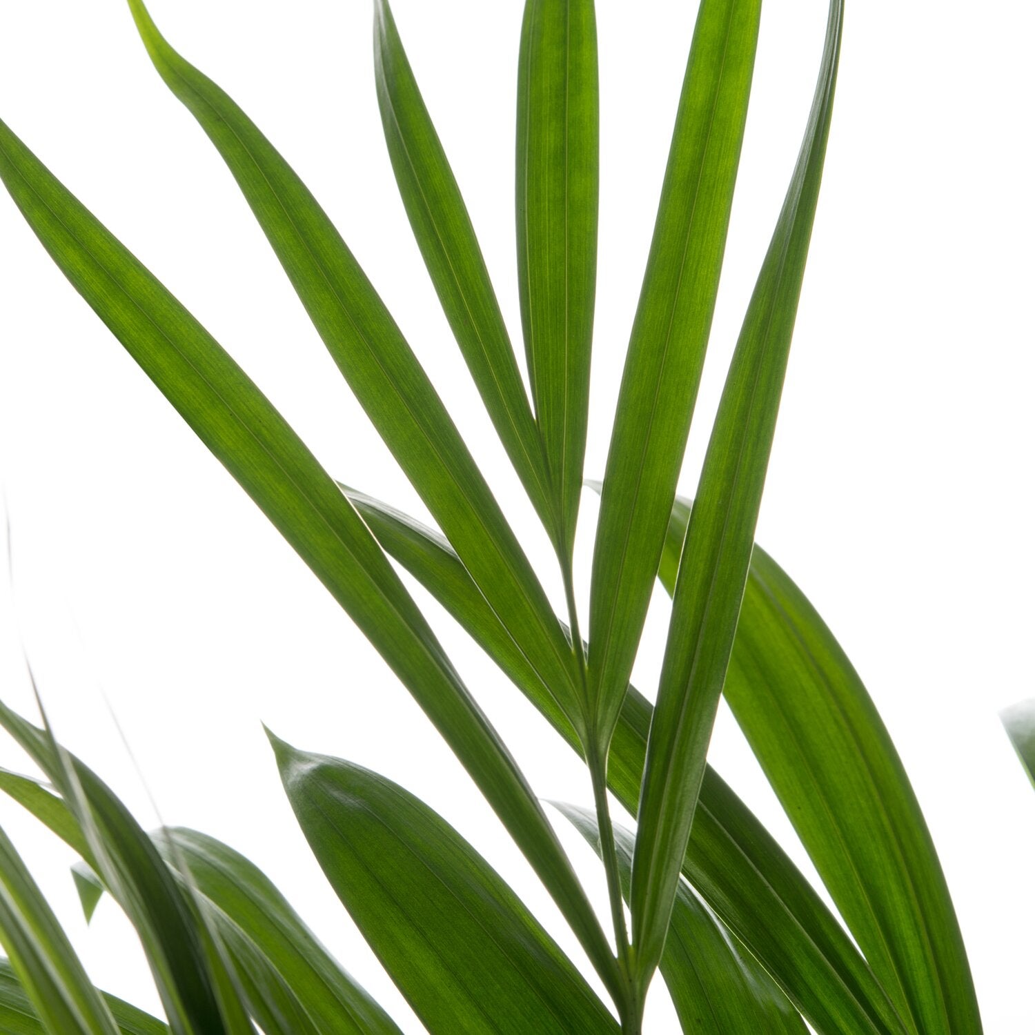 Goudpalm (Dypsis lutescens) D 17 H 60 cm