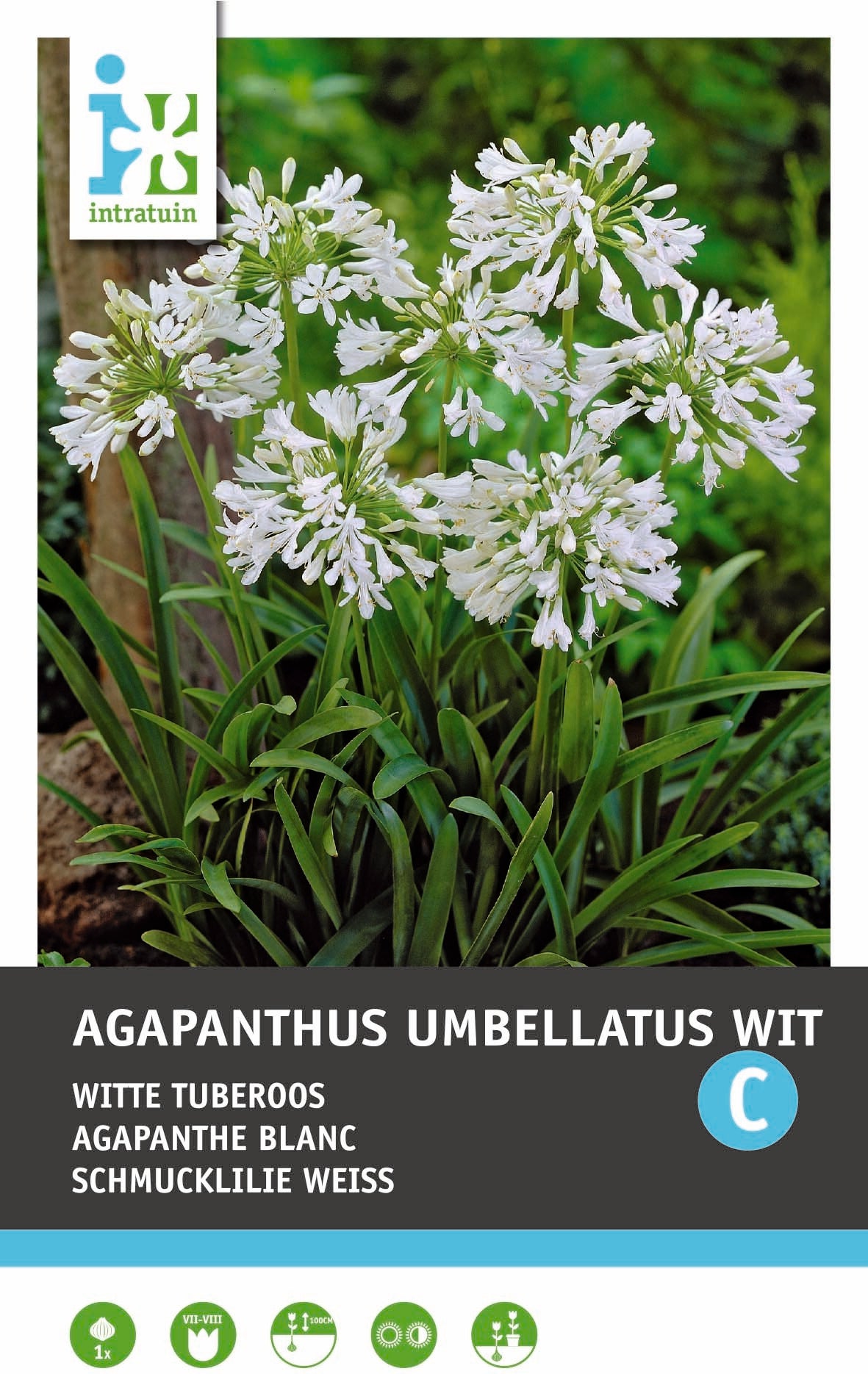 Intratuin Afrikaanse lelie knol (Agapanthus umbellatum) wit