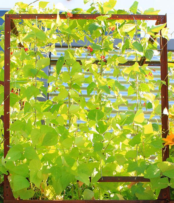 Palatino Cortenstahl-Tomatenhaus, braun, ca.