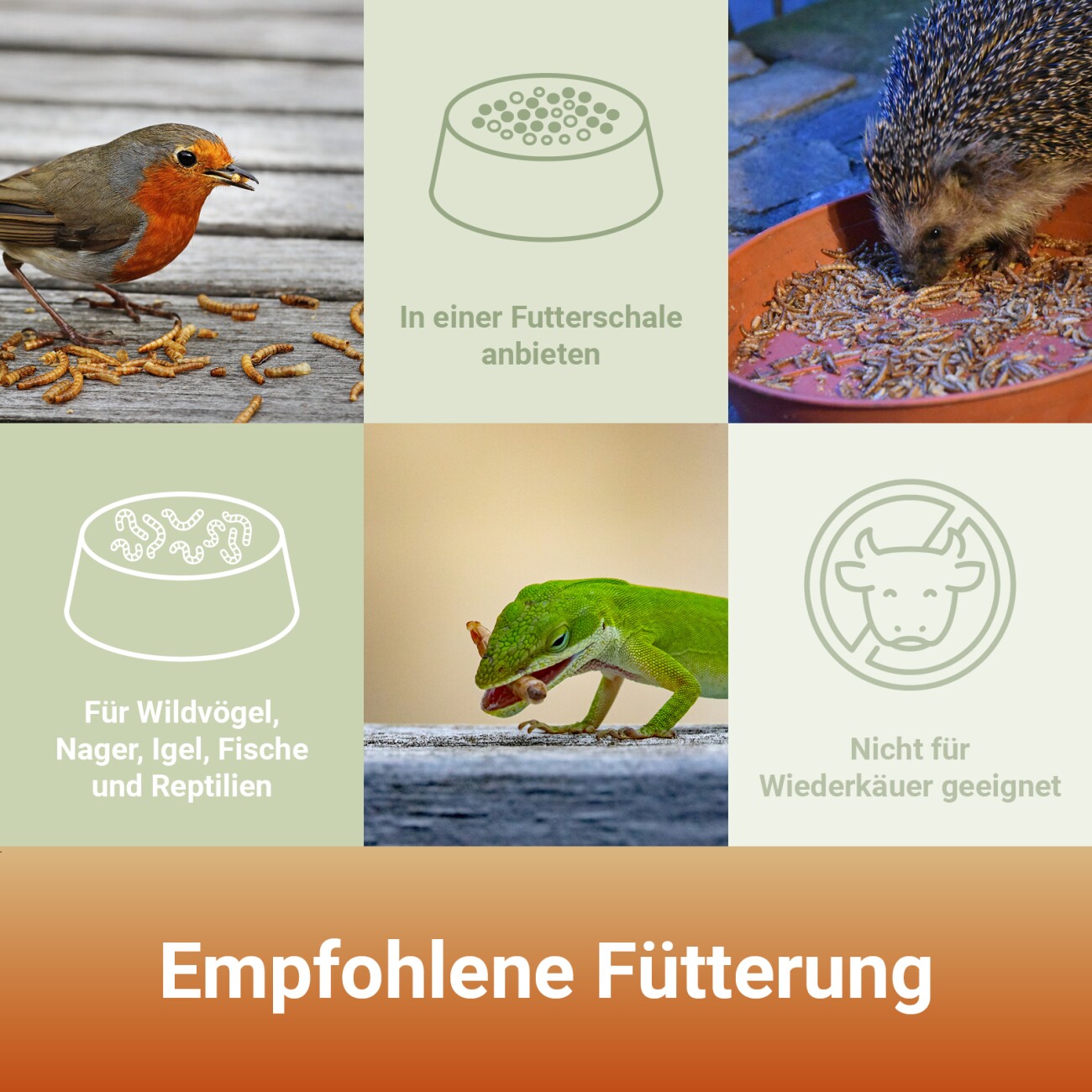 Panto MEHLWÜRMER 900g