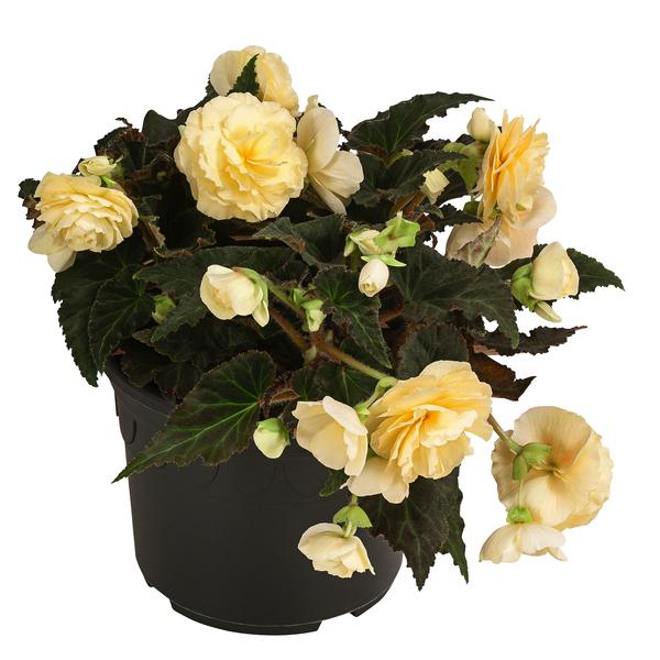 Hängebegonie 'Champagner'