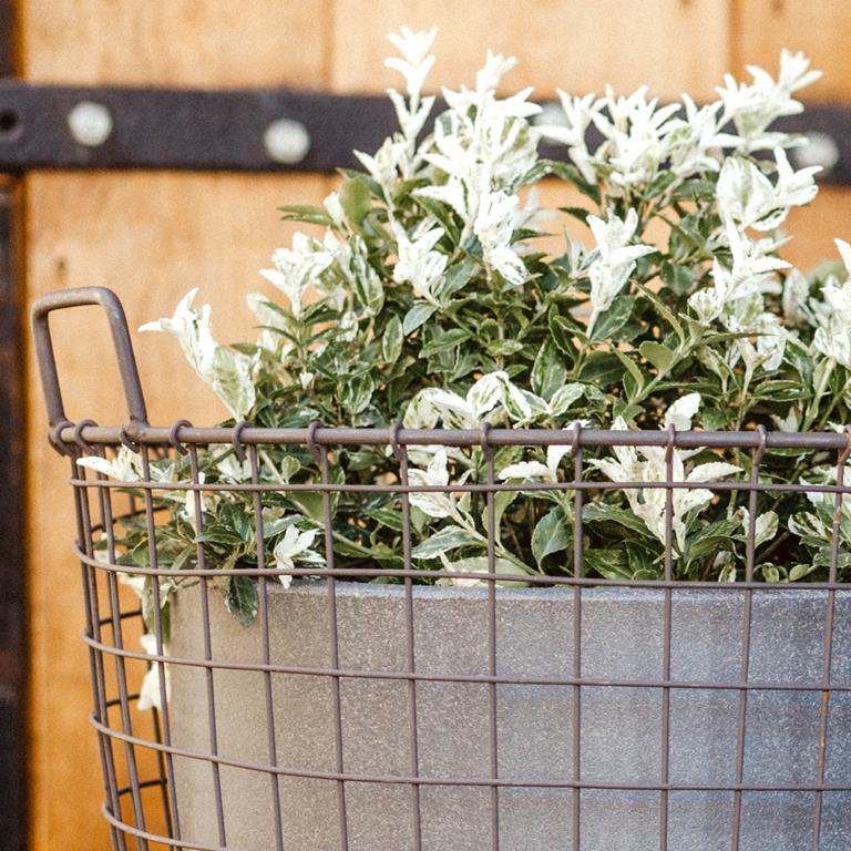 Capi Europe Smooth Bloempot Ã 54 cm