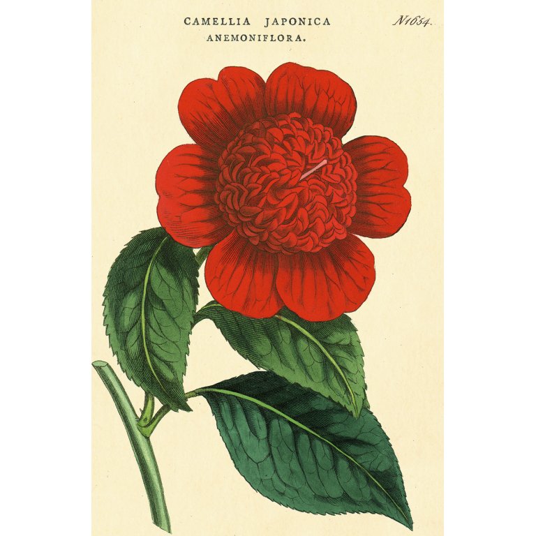 Cavallini Postkartenset