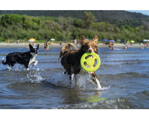 Kiwi Walker Frisbee hondenspeelgoed, 16 x 16 cm, groen