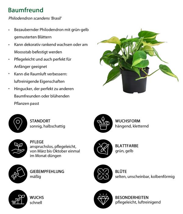 Baumfreund-Set - Philodendron, 3-teilig