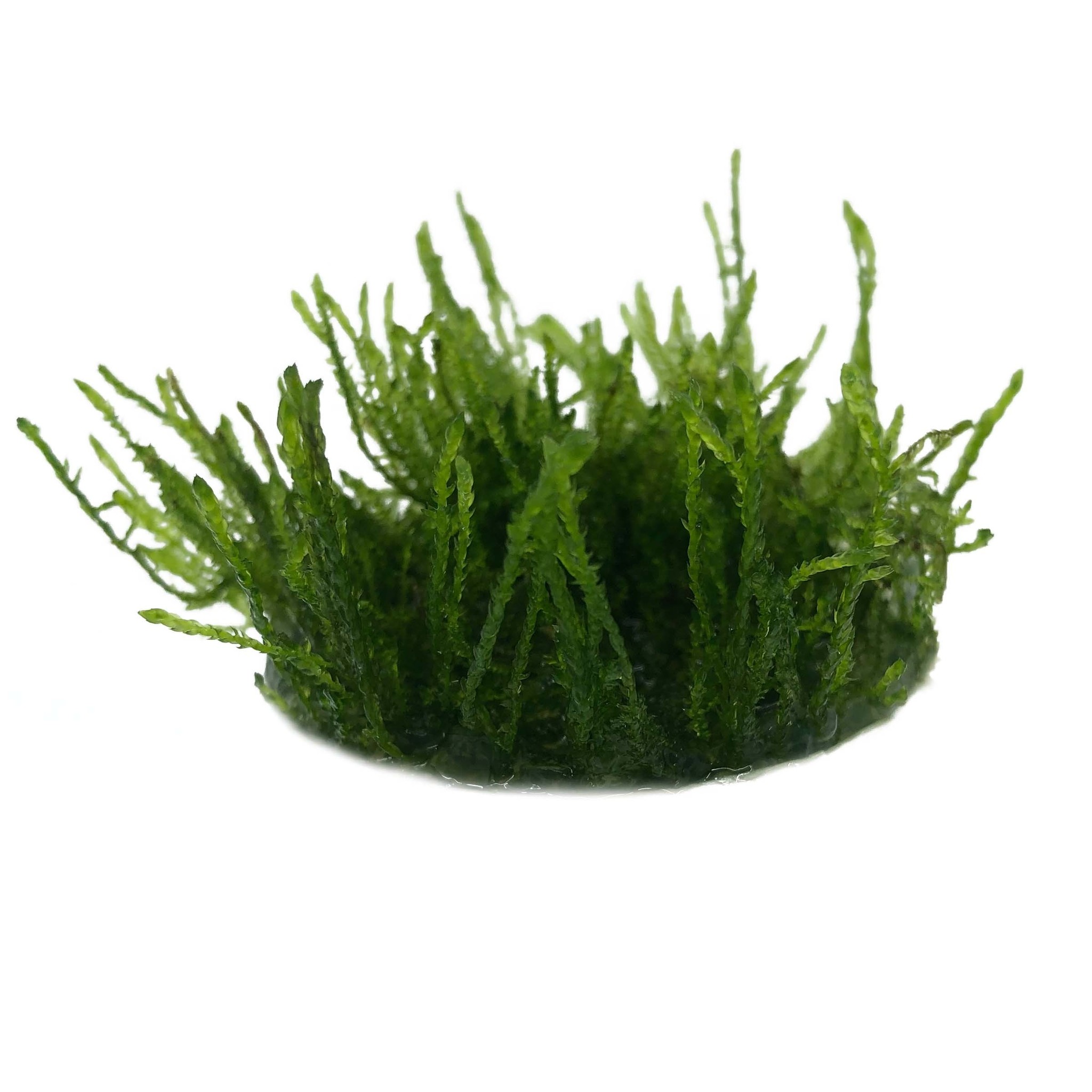 Vesicularia Ferriei 'Weeping' in vitro bakje