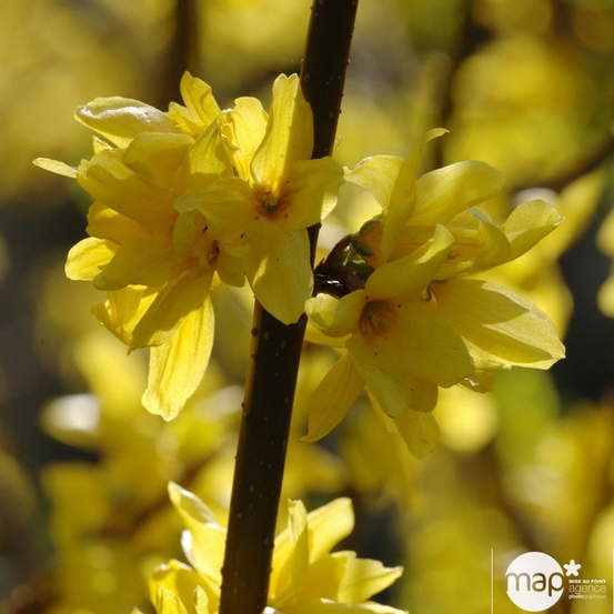 Forsythia x intermedia : H. 125/150 cm ctr 10 litres.