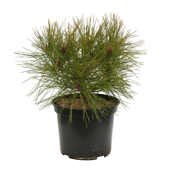 Pin (Pinus densiflora) 'Alice Verkade' 30/40 : pot 3L