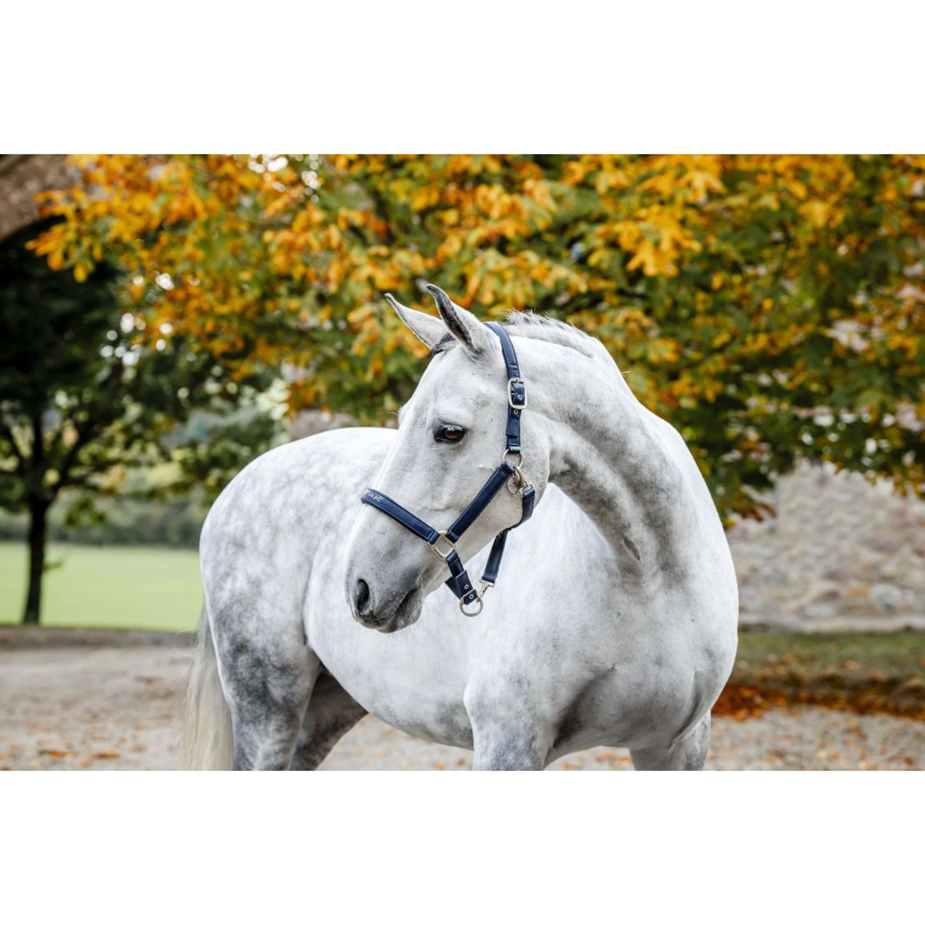 Horseware Halster Grooming Navy