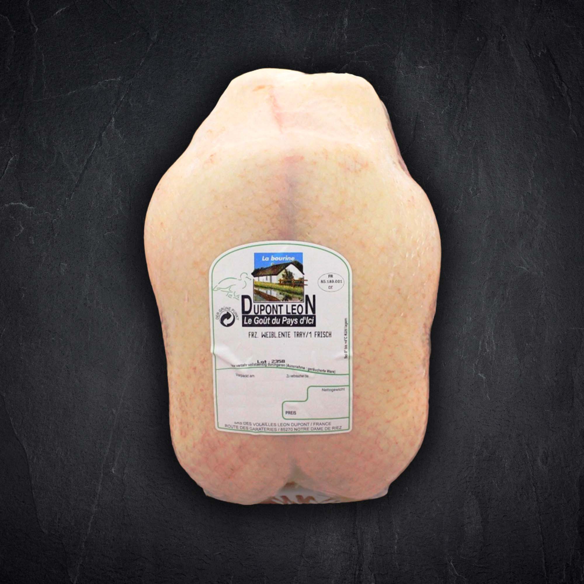 Barbarie-Ente weiblich