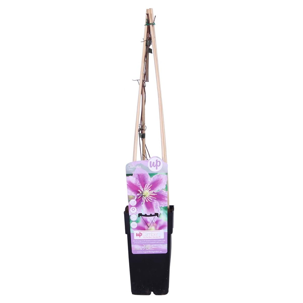Clematis piilu – liane des bois à grandes fleurs – plante grimpante – rustique - ⌀15 cm - ↕60-70 cm