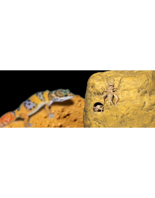 Exo Terra Voederschaal Rotsmotief - Voerbak