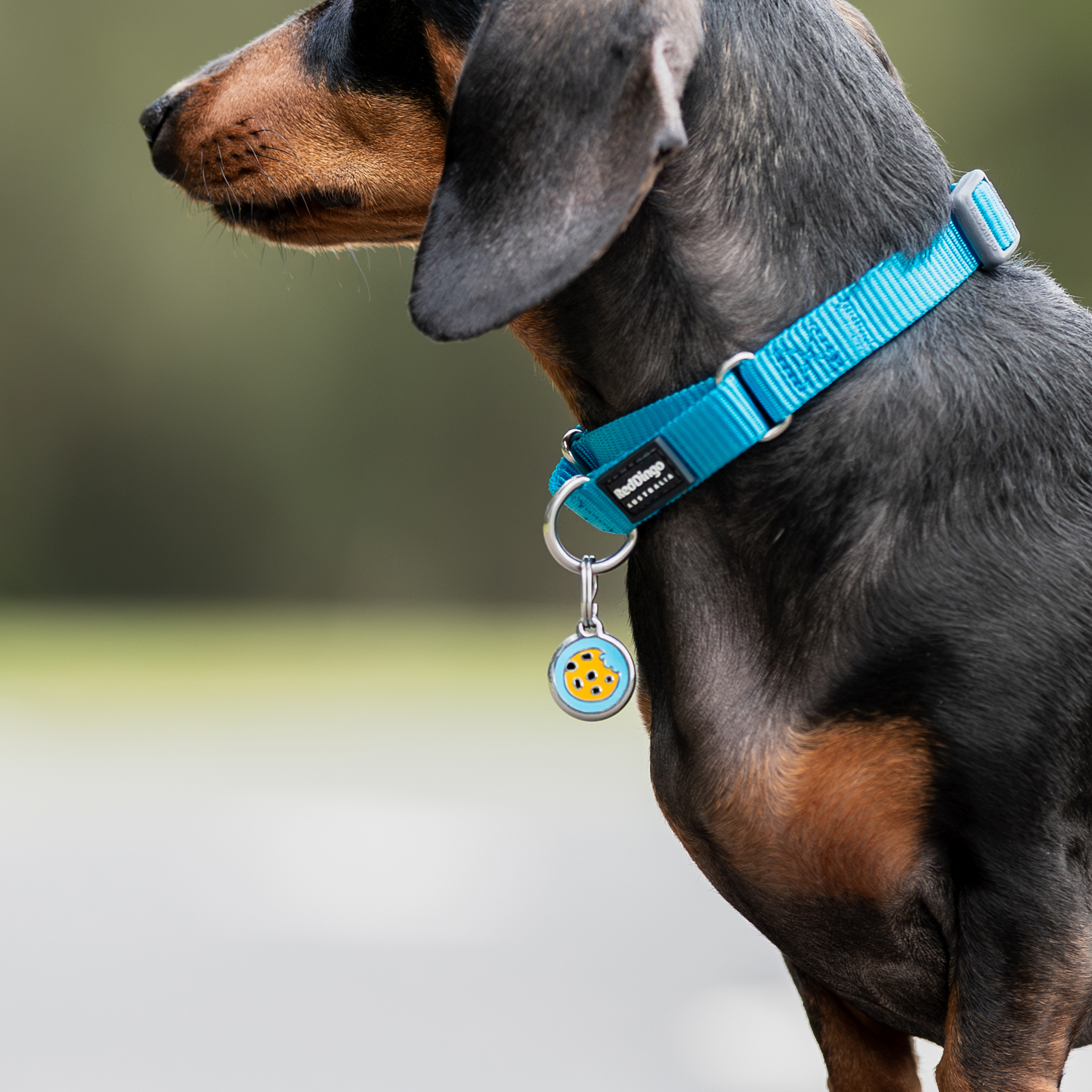 Placa de identificação para cães em aço inoxidável em formato de osso