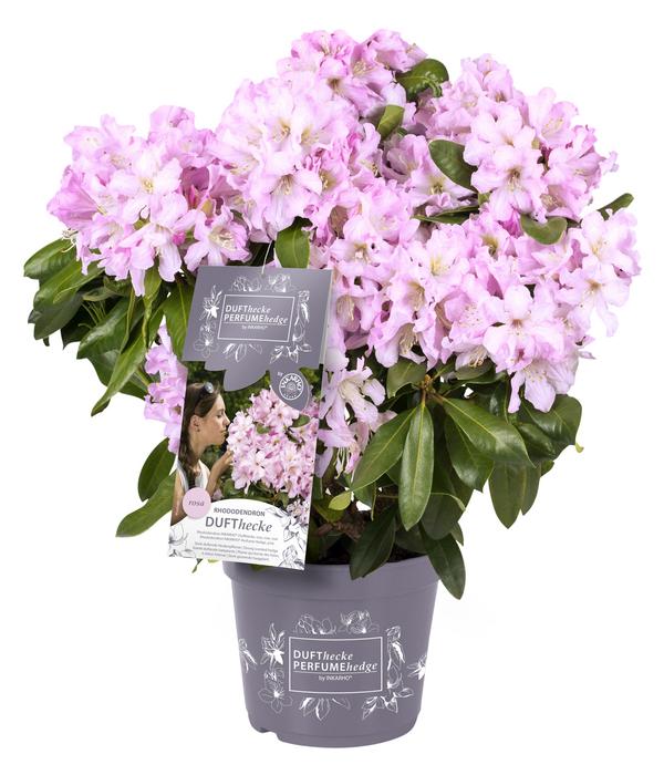 Rhododendron Inkarho® 'Dufthecke',