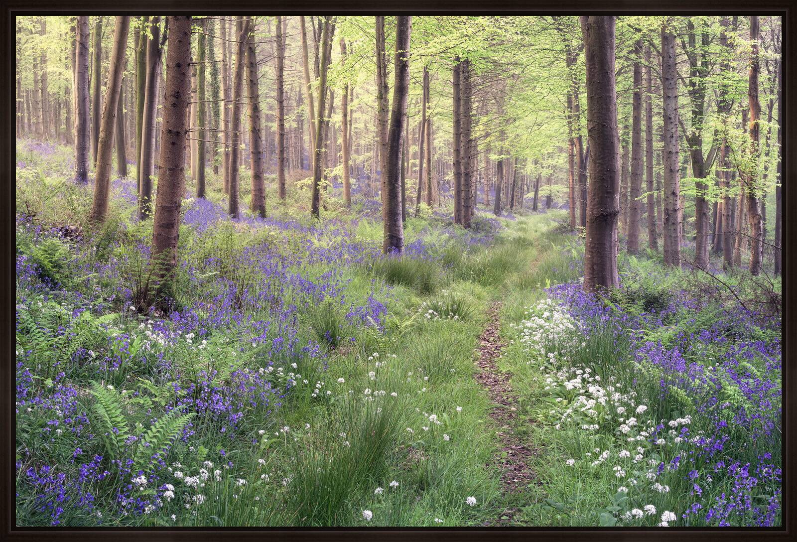 The Lost Path by Chris Frost - Limited Edition. Edition of: 150. Signed.