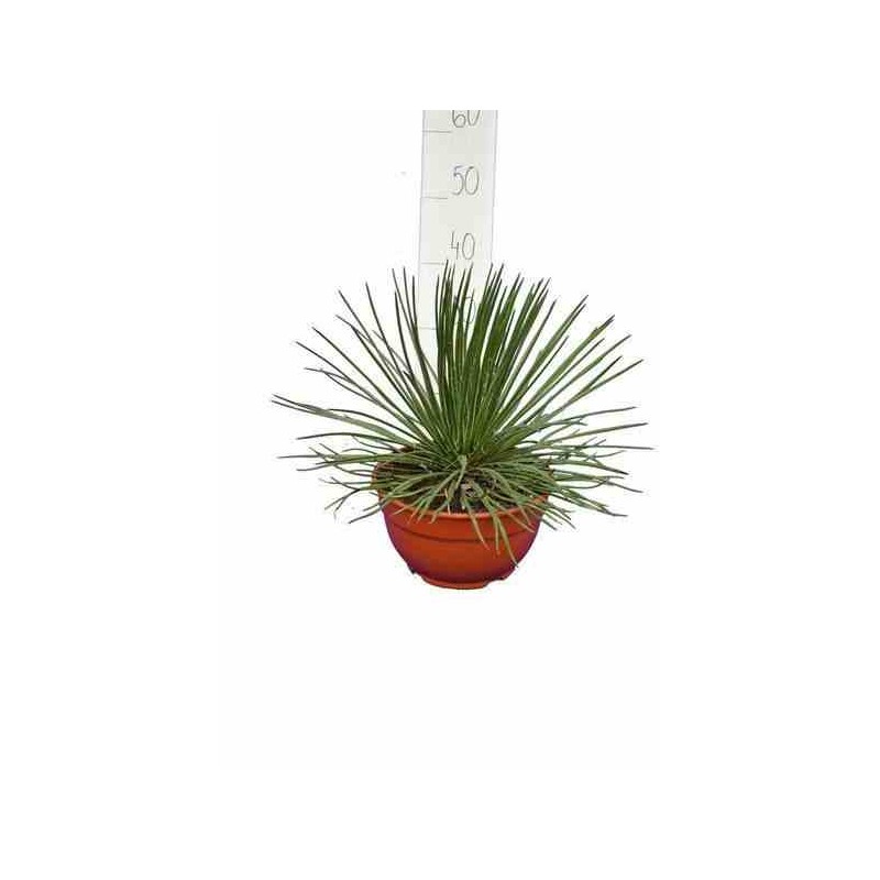 Agave geminiflora jaune - taille pot de 5 litres