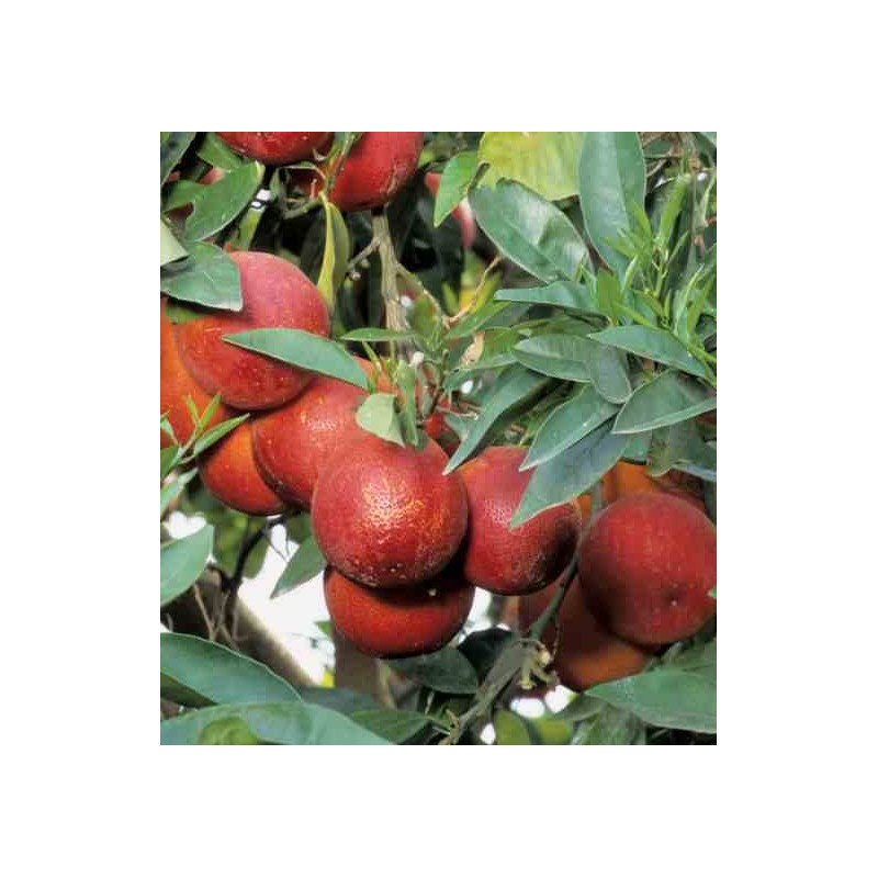 Citrus lima rosso (citron rouge) blanc - taille pot de 4 litres - 30/50 cm