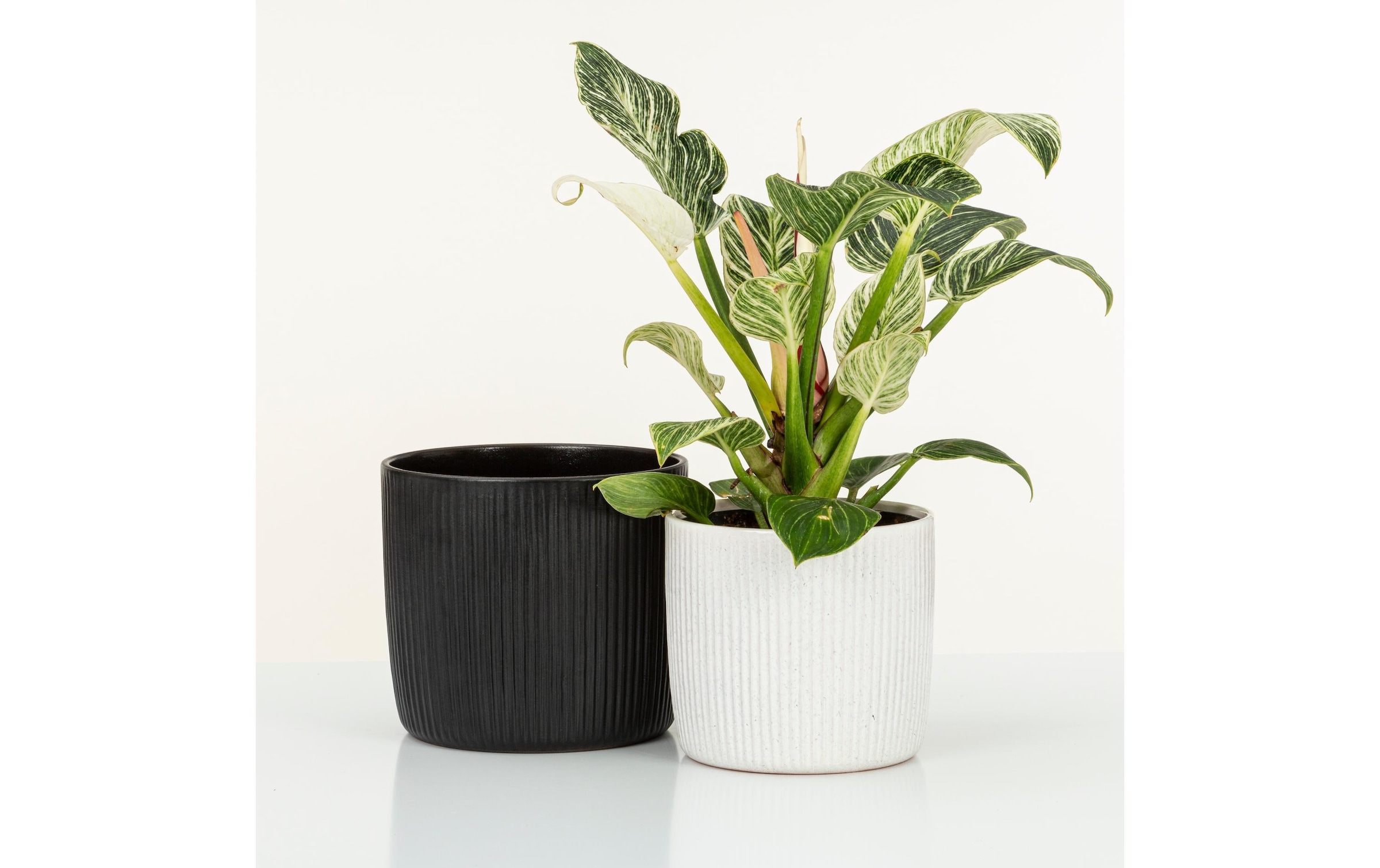 Scheurich Blumentopf »Ebano Solido Linea«