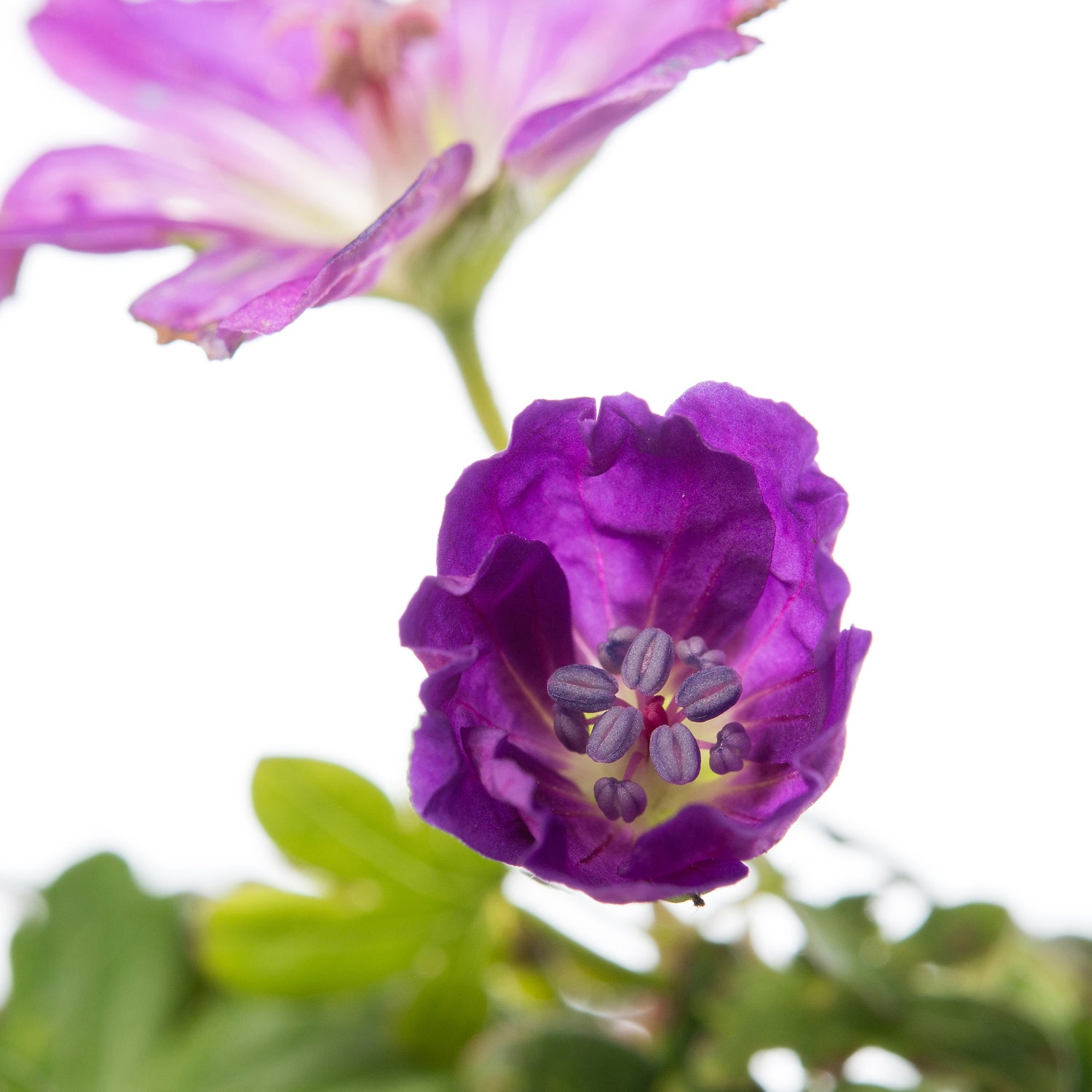Ooievaarsbek (Geranium sanguineum 'Max Frei') D 11 H 10 cm
