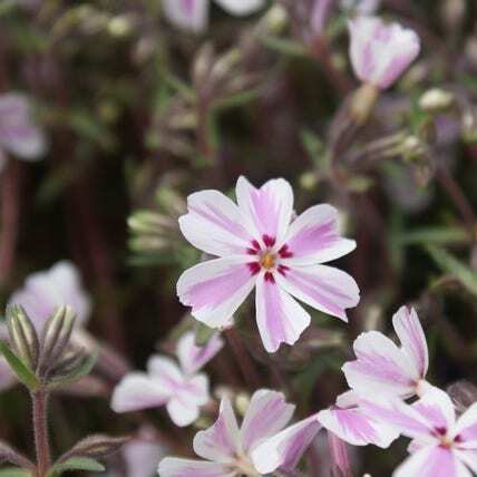 Kruipphlox (Phlox subulata 'Candy Stripes') D 9 H 10 cm