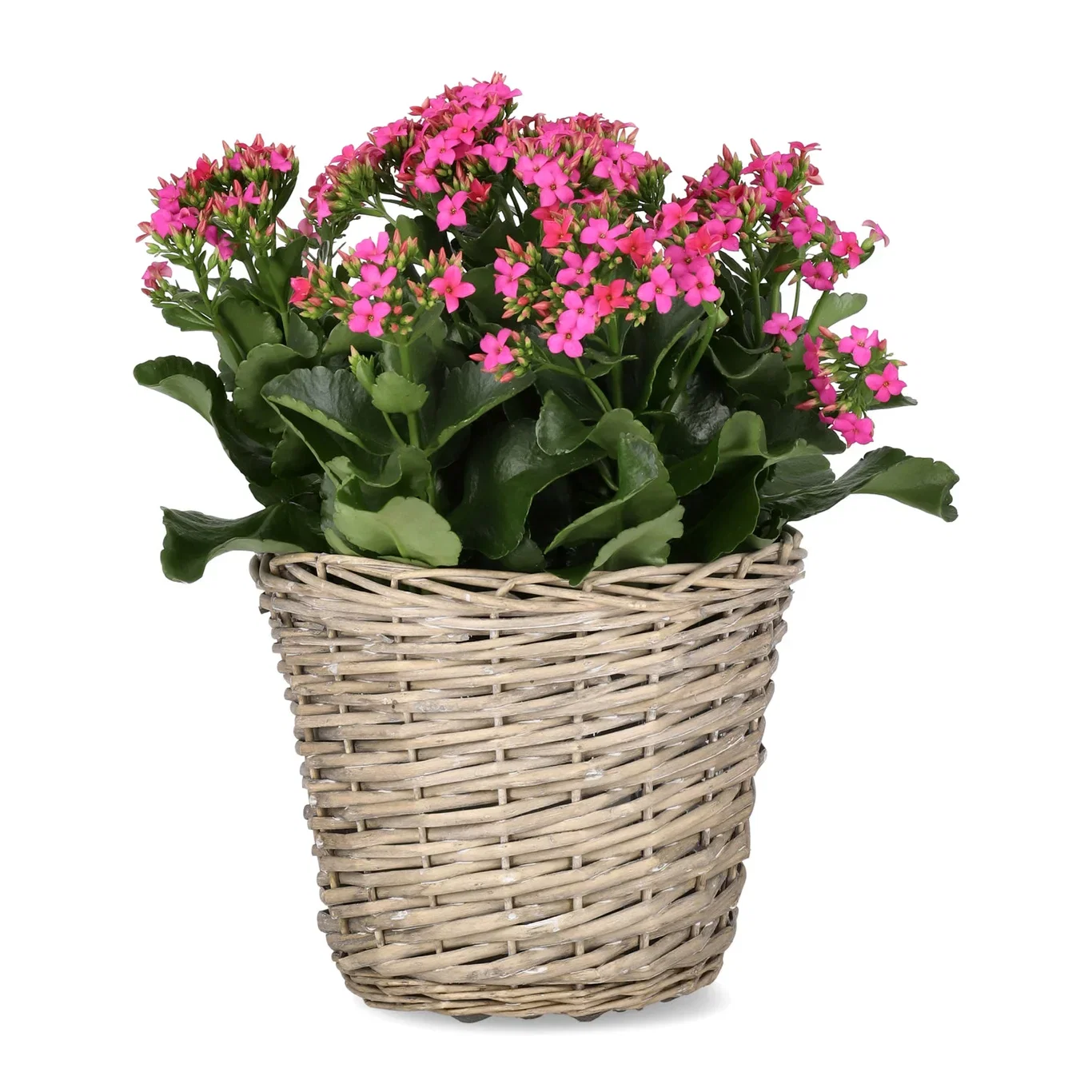 Potte Edith Ø28 cm
