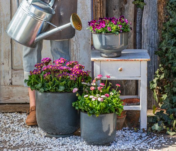 Gänseblümchen 'Erdbeersahne', gefüllt