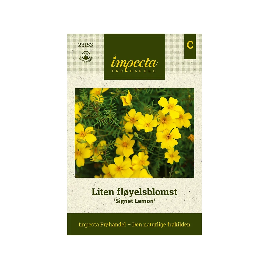 Tagetes tenuifolia 'Signet Lemon' Liten fløyelsblomst 'Signet Lemon'