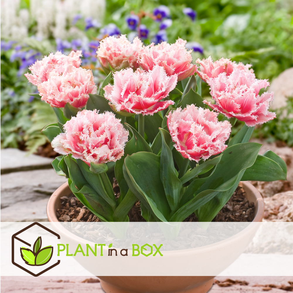 Tulipa queensland - bulbes à fleurs x20 - tulipe - blanc rosé