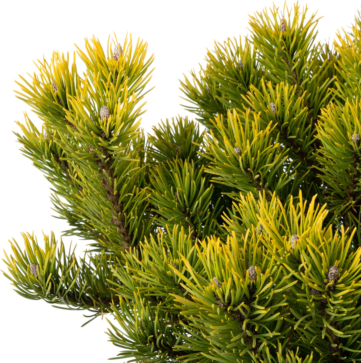 Bergden (Pinus mugo 'Carsten's Wintergold') D 30 H 35 cm