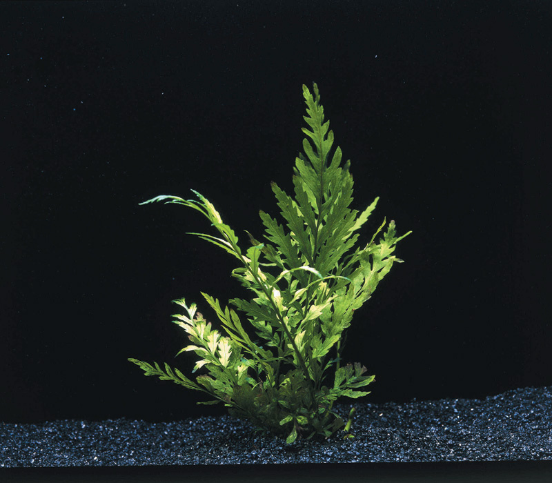 Waterplant Bolbitis Heudelotii  | paludarium