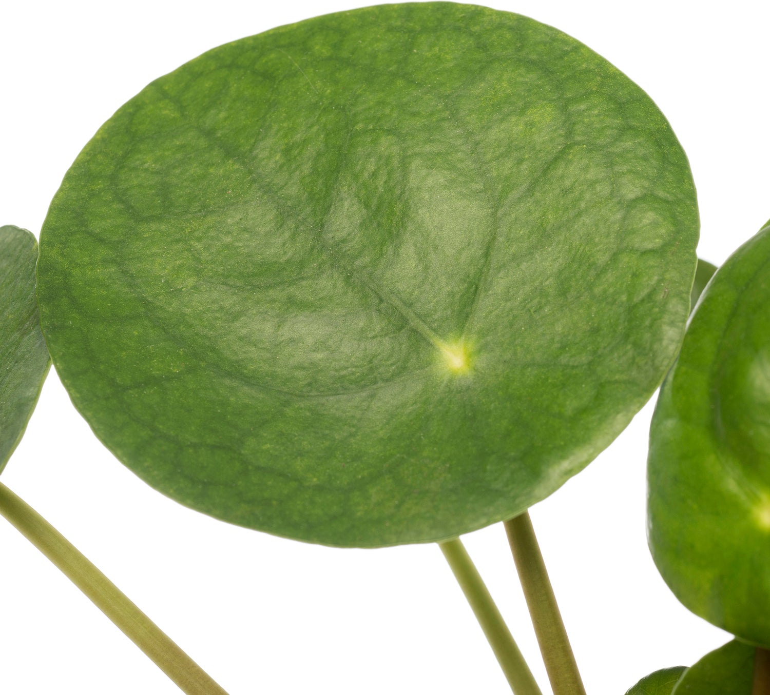 Pannenkoekenplant (Pilea peperomioides) D 12 H 20 cm
