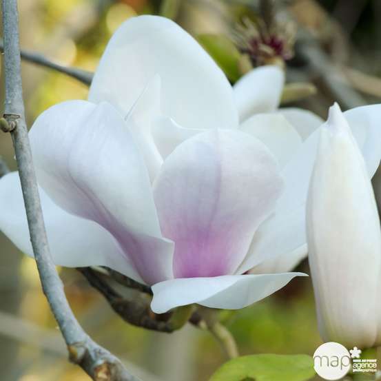 Magnolia soulangeana Alexandrina : conteneur rond carré de 5 L