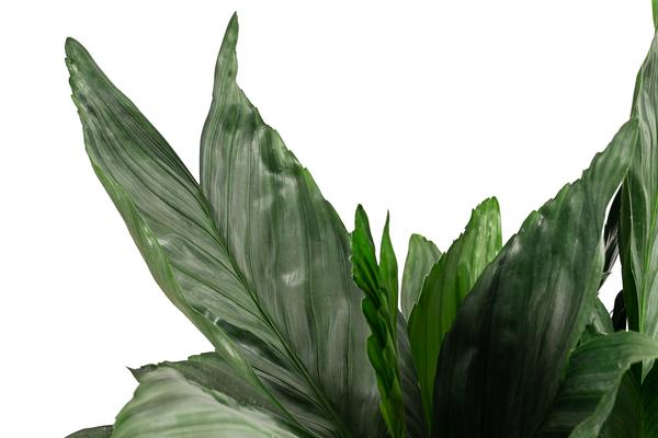 Metallische Bergpalme - Chamaedorea metallica
