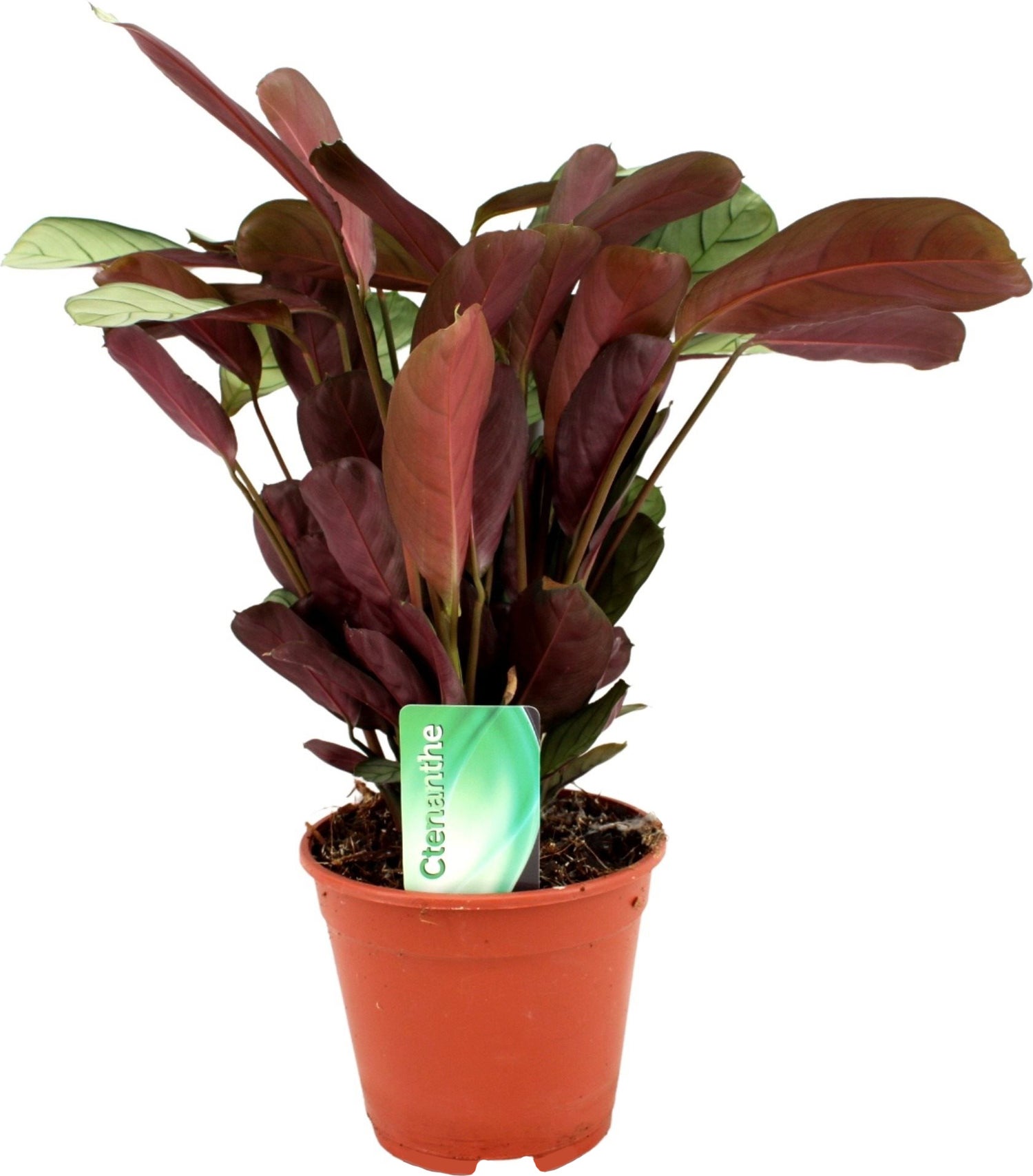 Gebedsplant (Ctenanthe amagris) D 14 H 25 cm