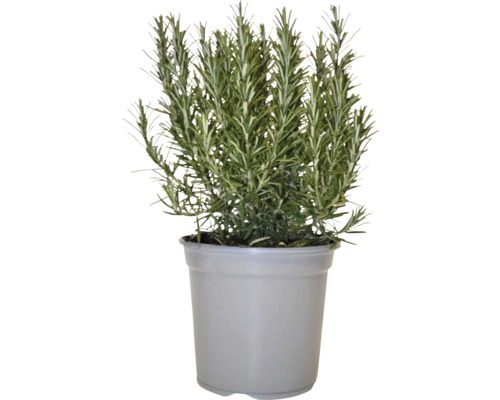 Rozemarijn FloraSelf Rosmarinus officinalis Ø 18 cm pot