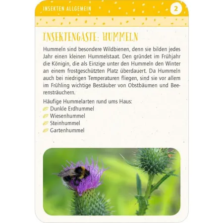 moses. Blatt & Blüte Insektenglück