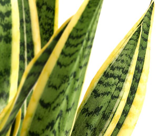 Bogenhanf - Sansevieria trifasciata var.