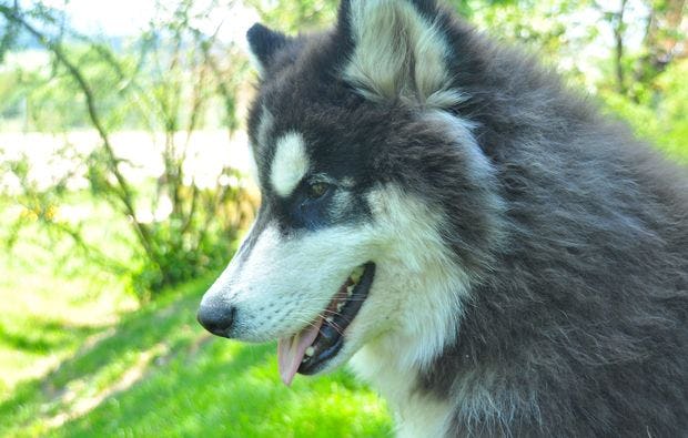 Husky-Trekking in Kollnburg als Geschenkidee