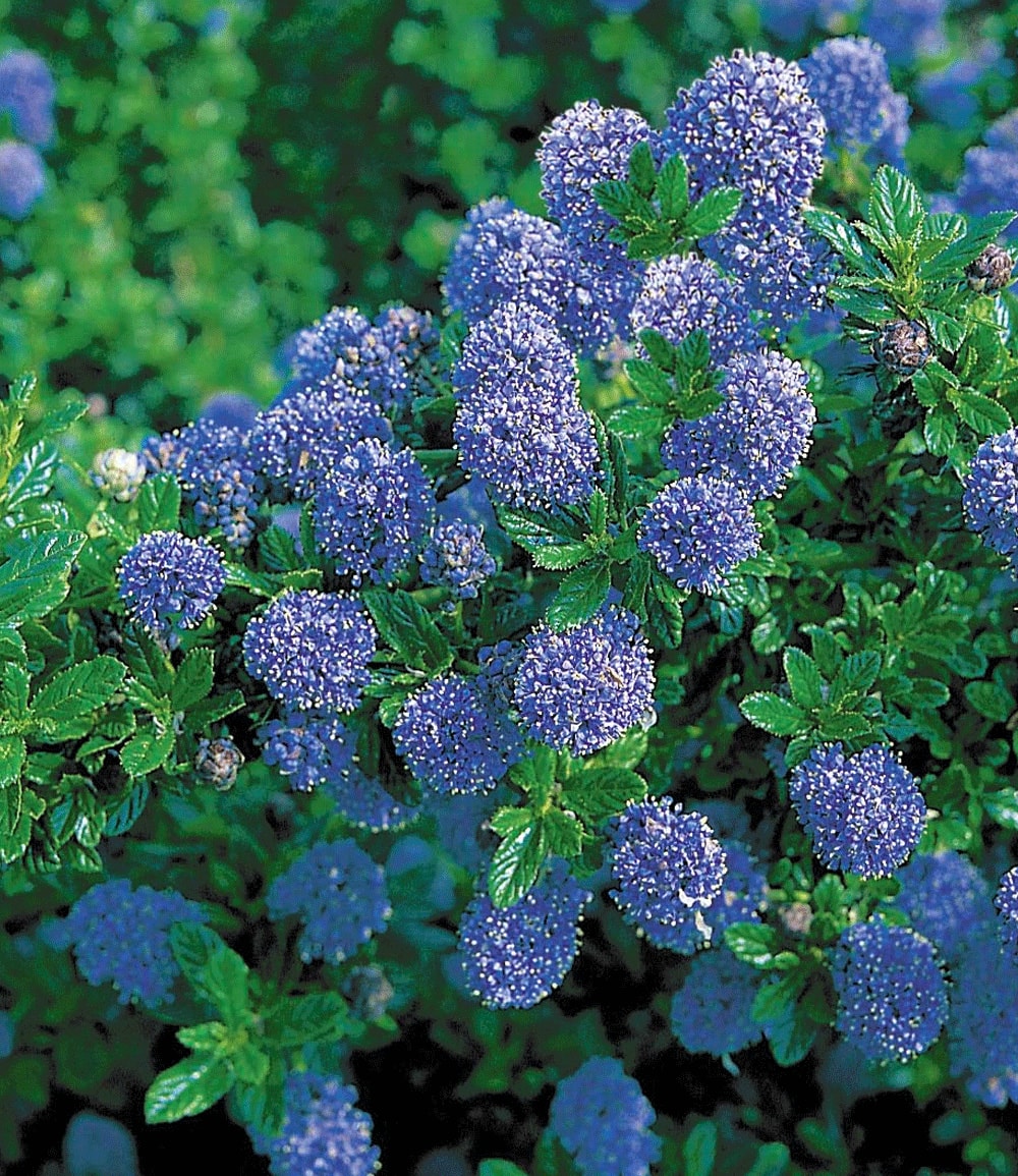 Ceanothus 'Trewithen Blue'