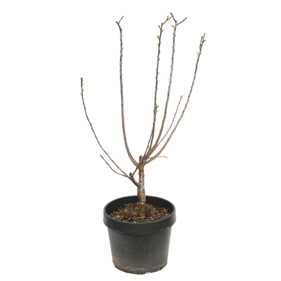 Prunier nain 'Goldust®' : Pot 7,5L