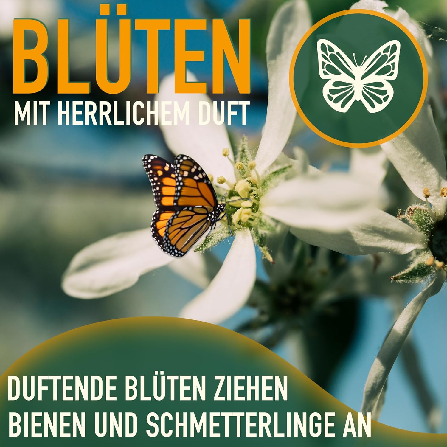 Sunny Tree - Limettenbaum - 8 Jahre alt - Citrus Latifolia - Zitruspflanze - 160 zentimeter - A+ Ware