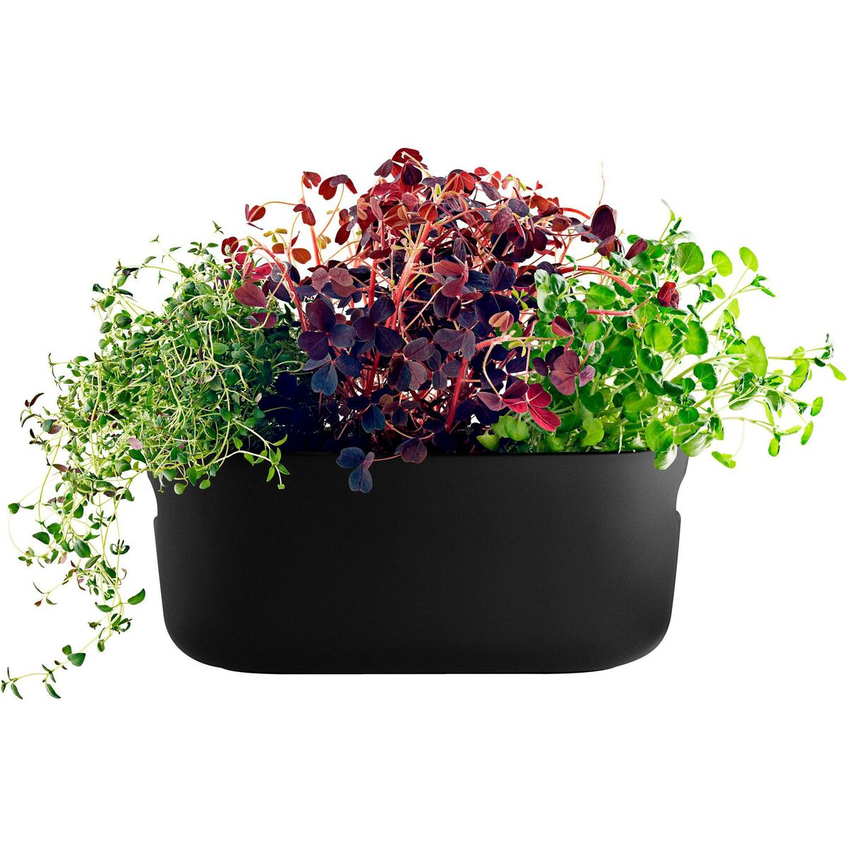 Selvvannende Herb Organiser Svart