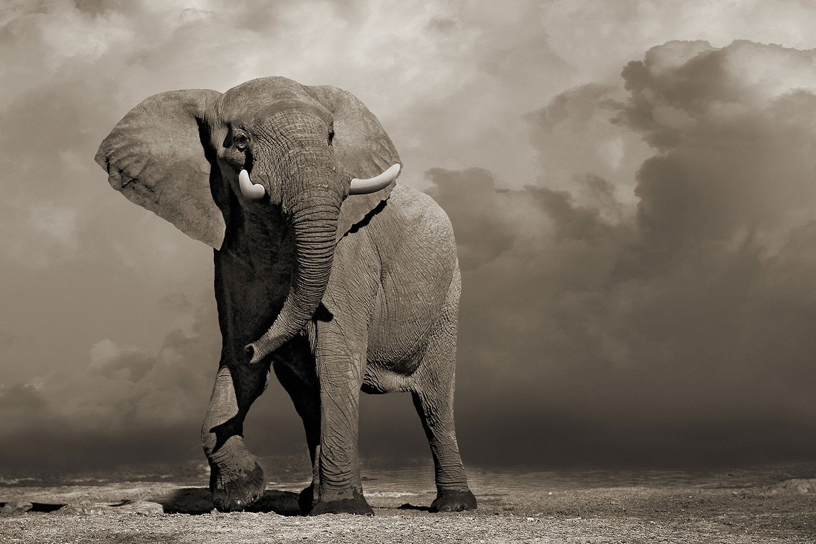 Elephant with Storm Clouds by Horst Klemm - Limited Edition. Edition of: 150. Signed.