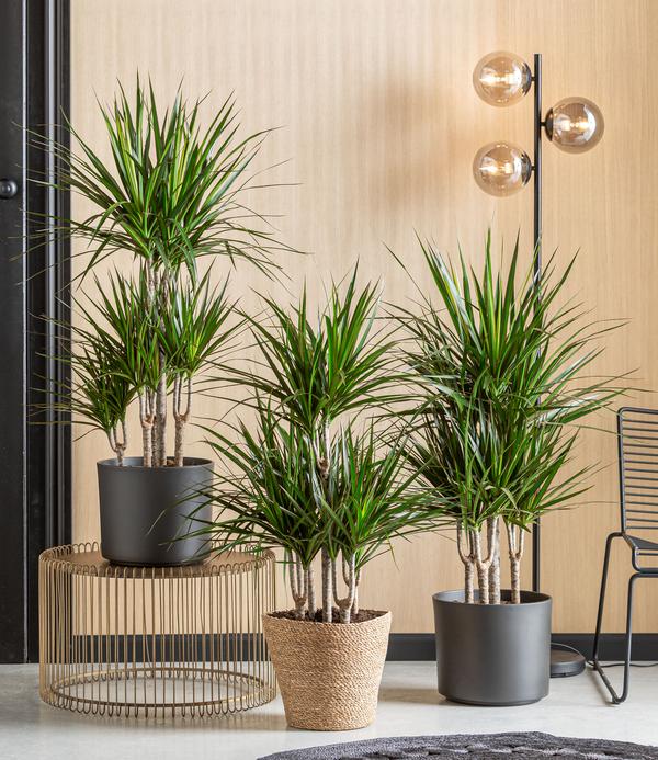 Drachenbaum - Dracaena marginata, Karussell