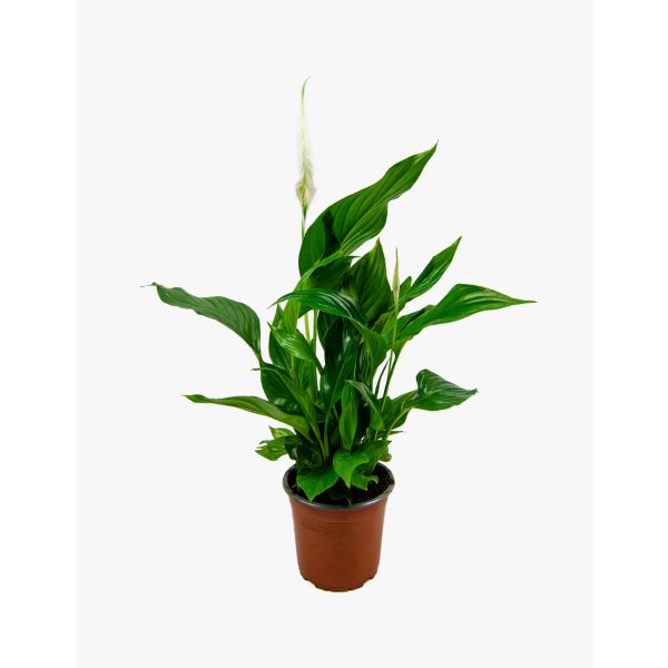 Flores no Cais Spathiphyllum (Lírio da Paz)