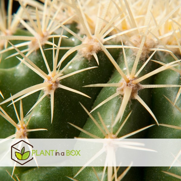 Mini-cactus - 12