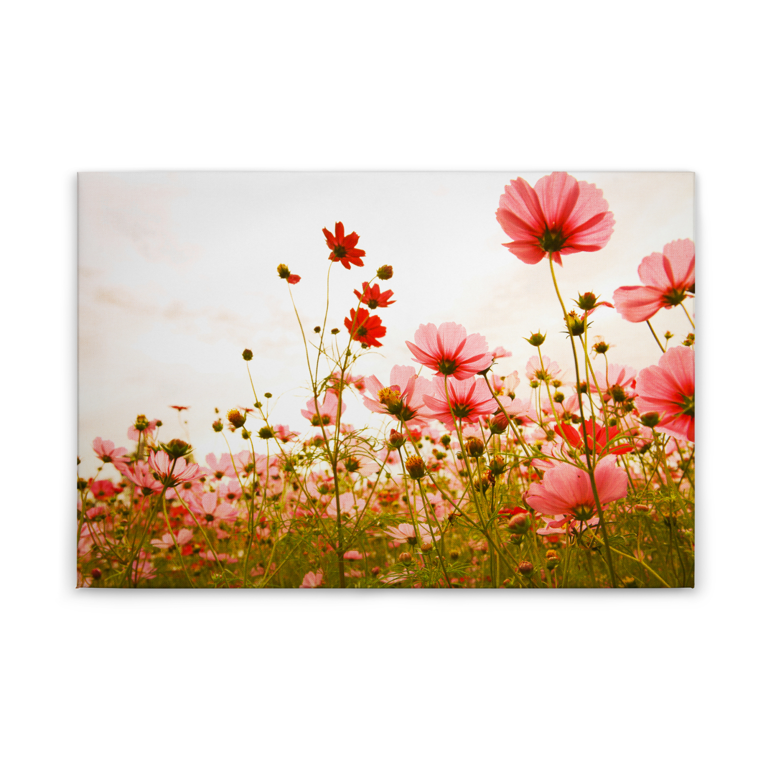 Leinwandbild BLUMENWIESE - rot-grün - 90x60 cm
